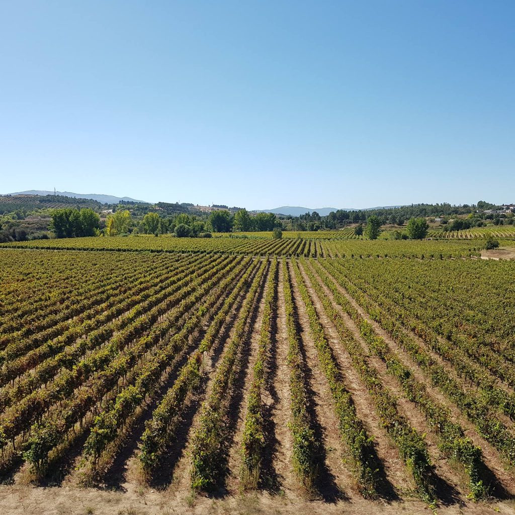 Guide des vins portugais avec le vignoble d'Almeida Garrett dans la Beira Interior