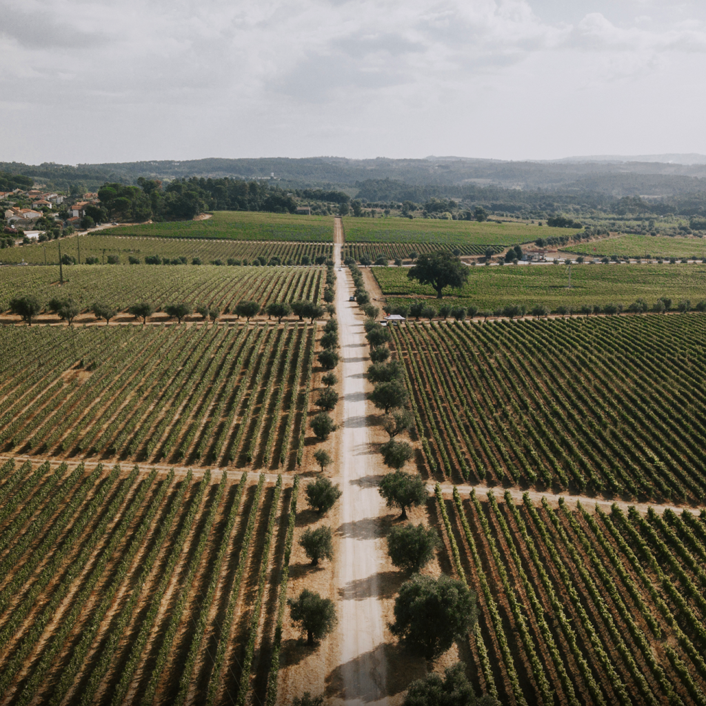 Guide des vins portugais de la région viticole du Dão