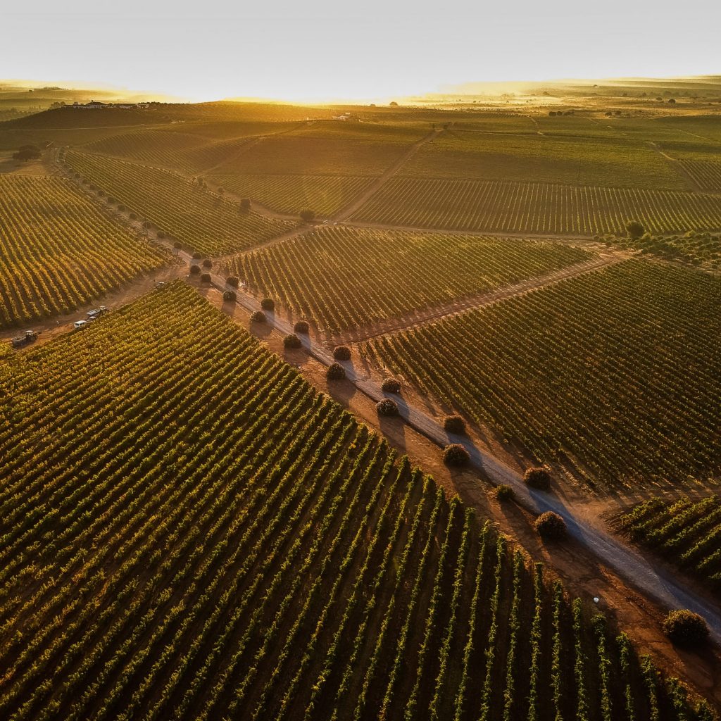 Vins d'alentejo représentés par Herdade Grande lors de la deuxième dégustation Tchin Tchin de Lisbonne
