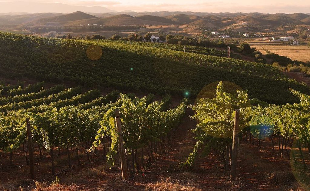 Vignoble de l'Algarve, région viticole qui fait partie de notre guide des vins portugais