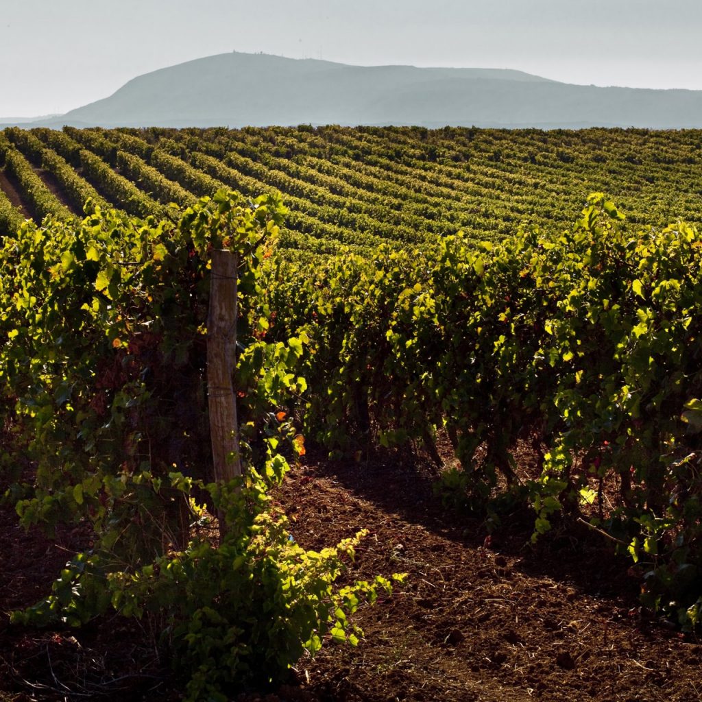 Guide des vins portugais avec Quinta da Lapa, un vin du Tejo