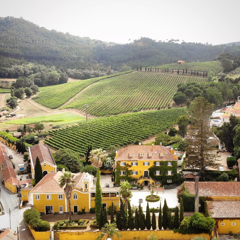 Guide des vins portugais avec le vignoble Quinta de Sant'Ana dans la région de Lisbonne