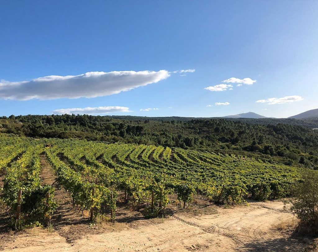 Région viticole Tras-Os-Montes, vignoble Head Rock