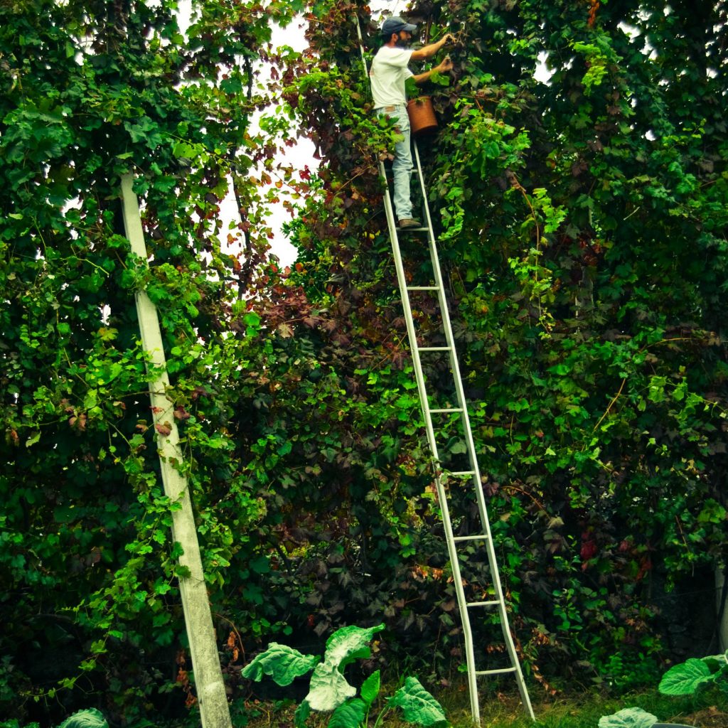 Vendanges dans la région du Vinho Verde