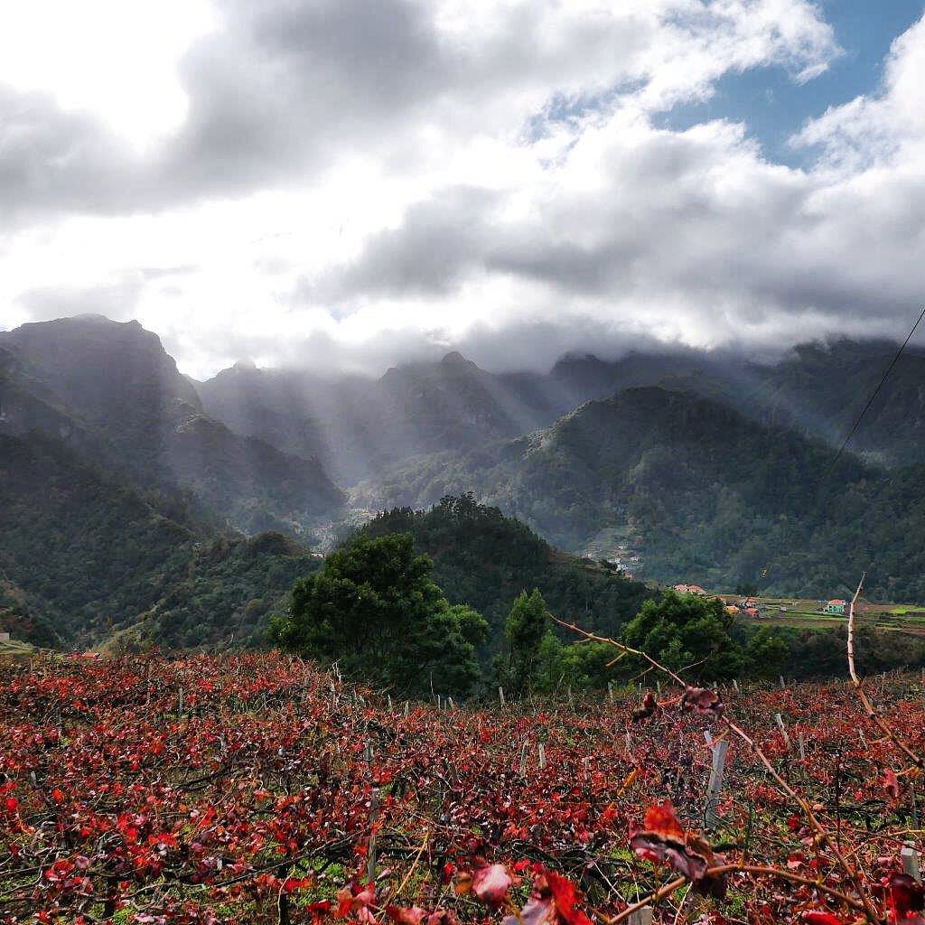 Le guides des vins portugais avec le vignoble de la maison Barbeita sur l'île de Madère