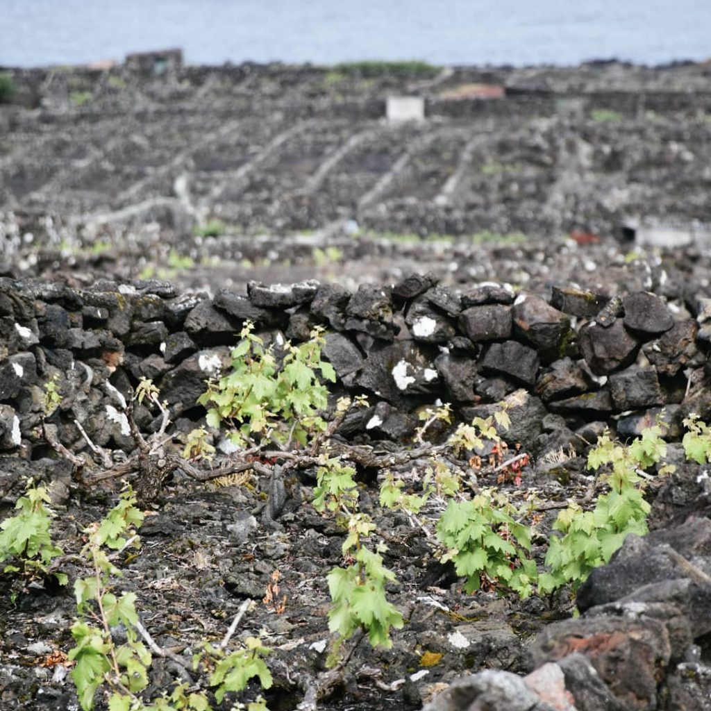 Le guides des vins portugais avec le vignoble de la coopérative Pico Wines de l'archipel des Açores