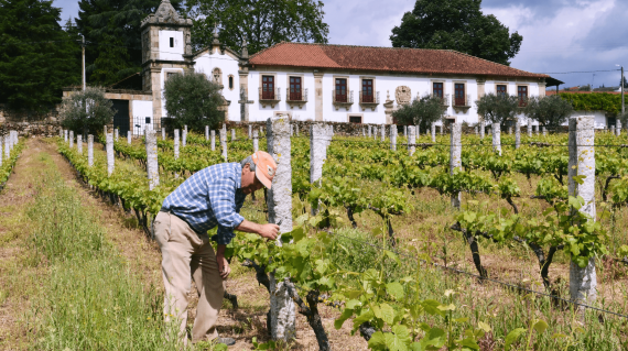 Les vins de tras-Os-Montes au Portugal à travers les vins de Palmeirim d'Inglaterra