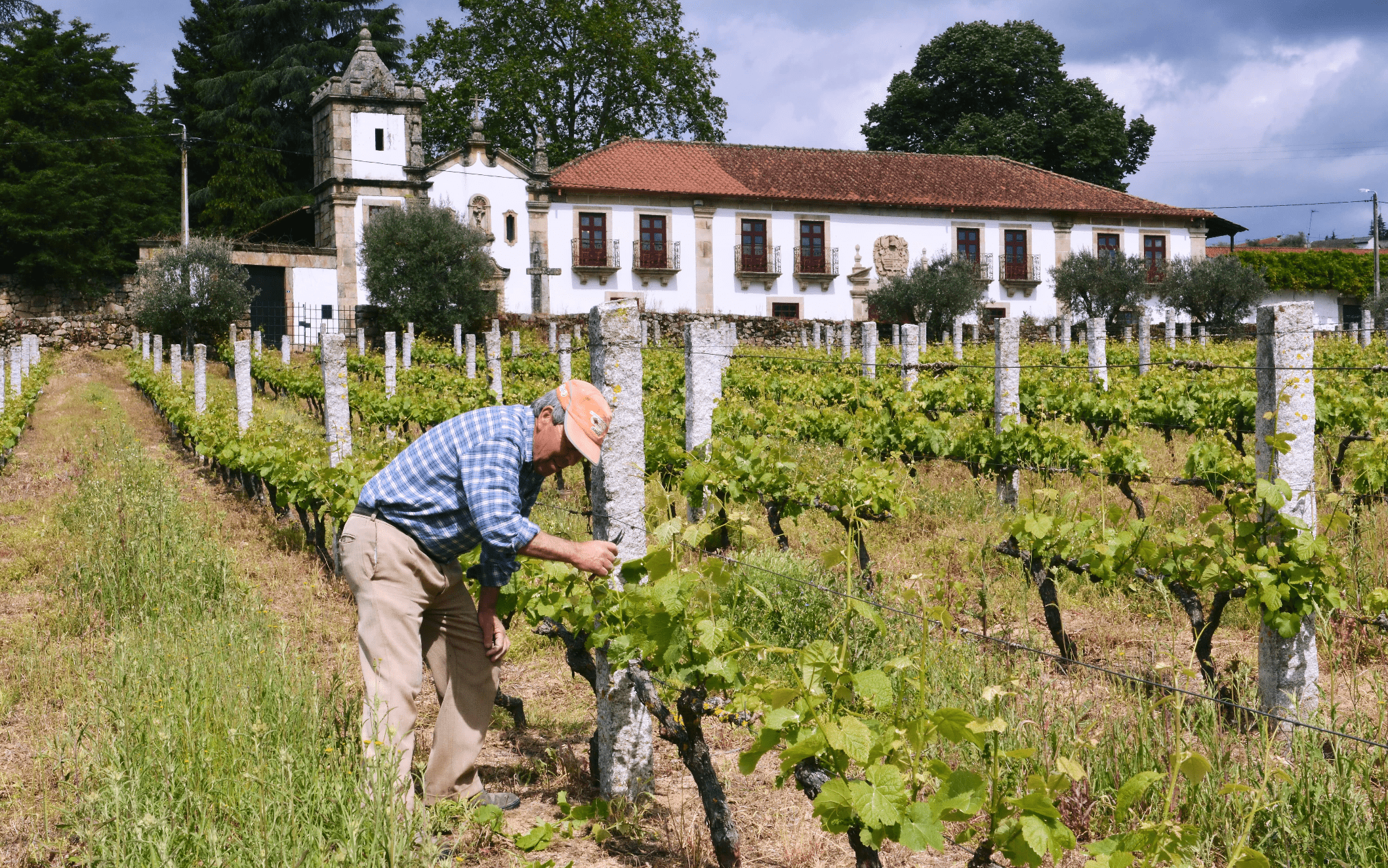 Les vins de tras-Os-Montes au Portugal à travers les vins de Palmeirim d'Inglaterra