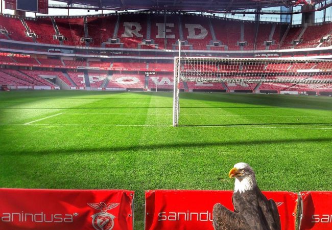 Visite du stade de luz et du musee benfica